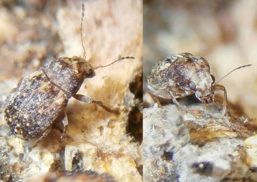 Araecerus fasciculatus